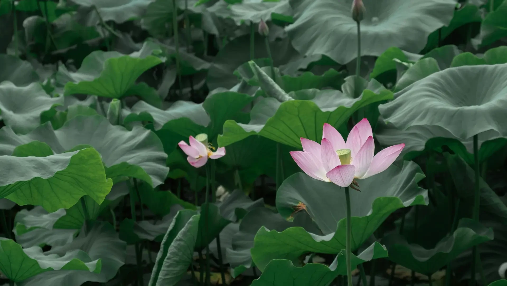 Lotus flowers in bloom among broad green leaves