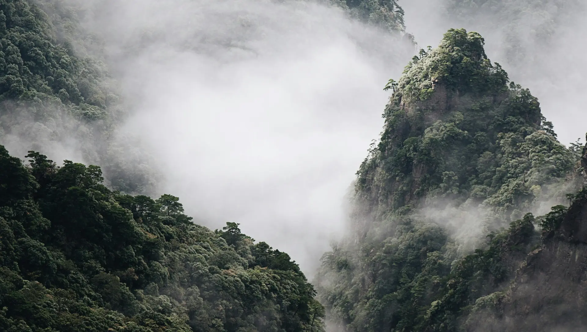Forested mountain peaks rising through low cloud